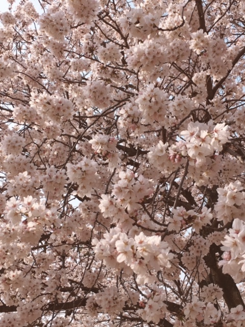 ???桜??? イメージ