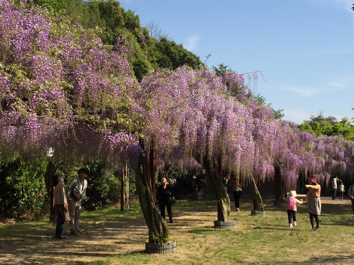 藤の花 イメージ