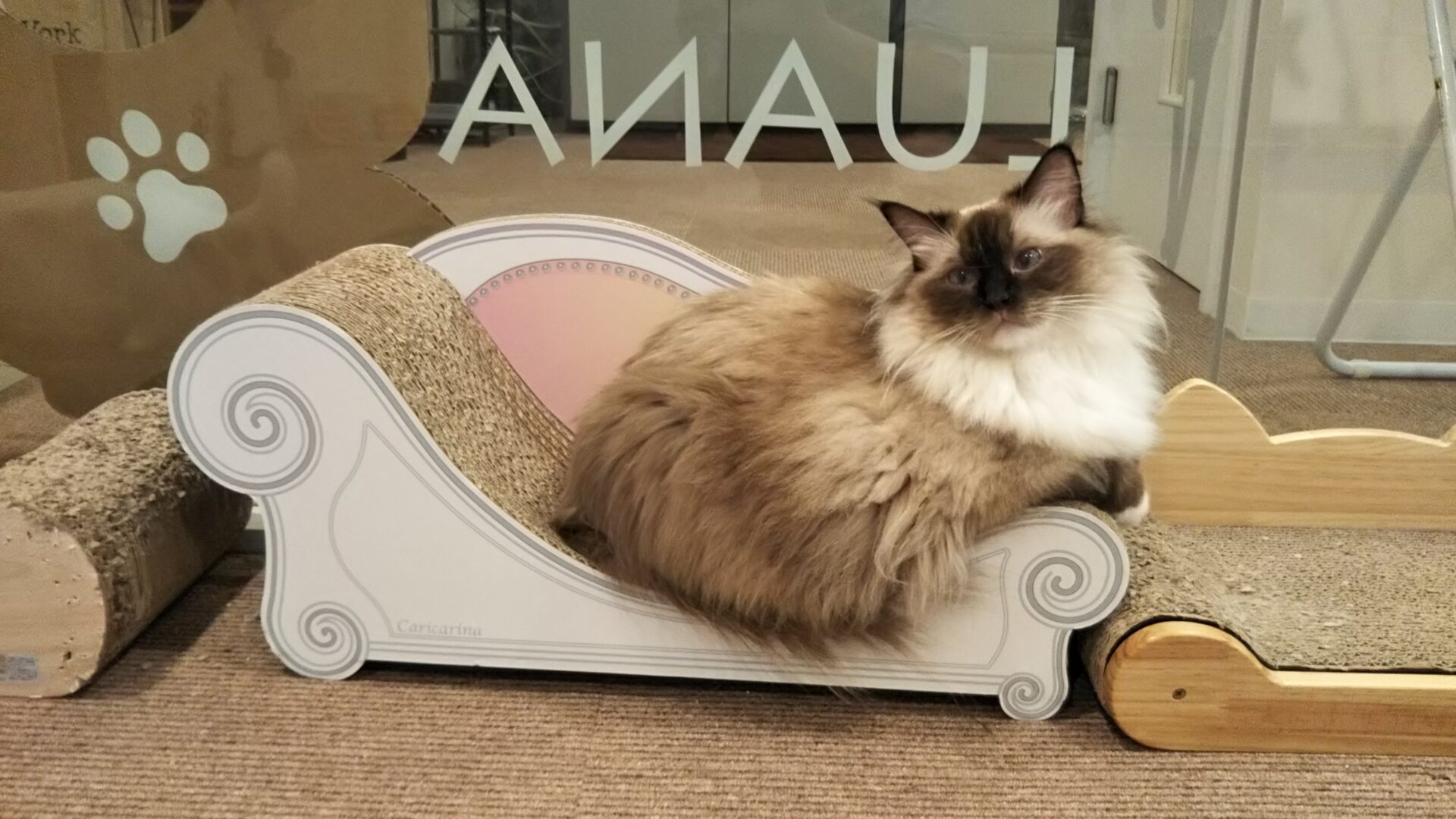 めい、猫カフェへ行く?? イメージ