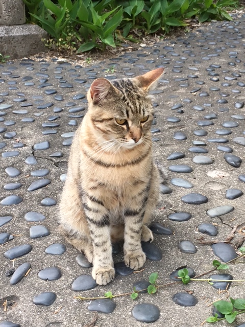 二日連続で猫パンチくらった?? イメージ