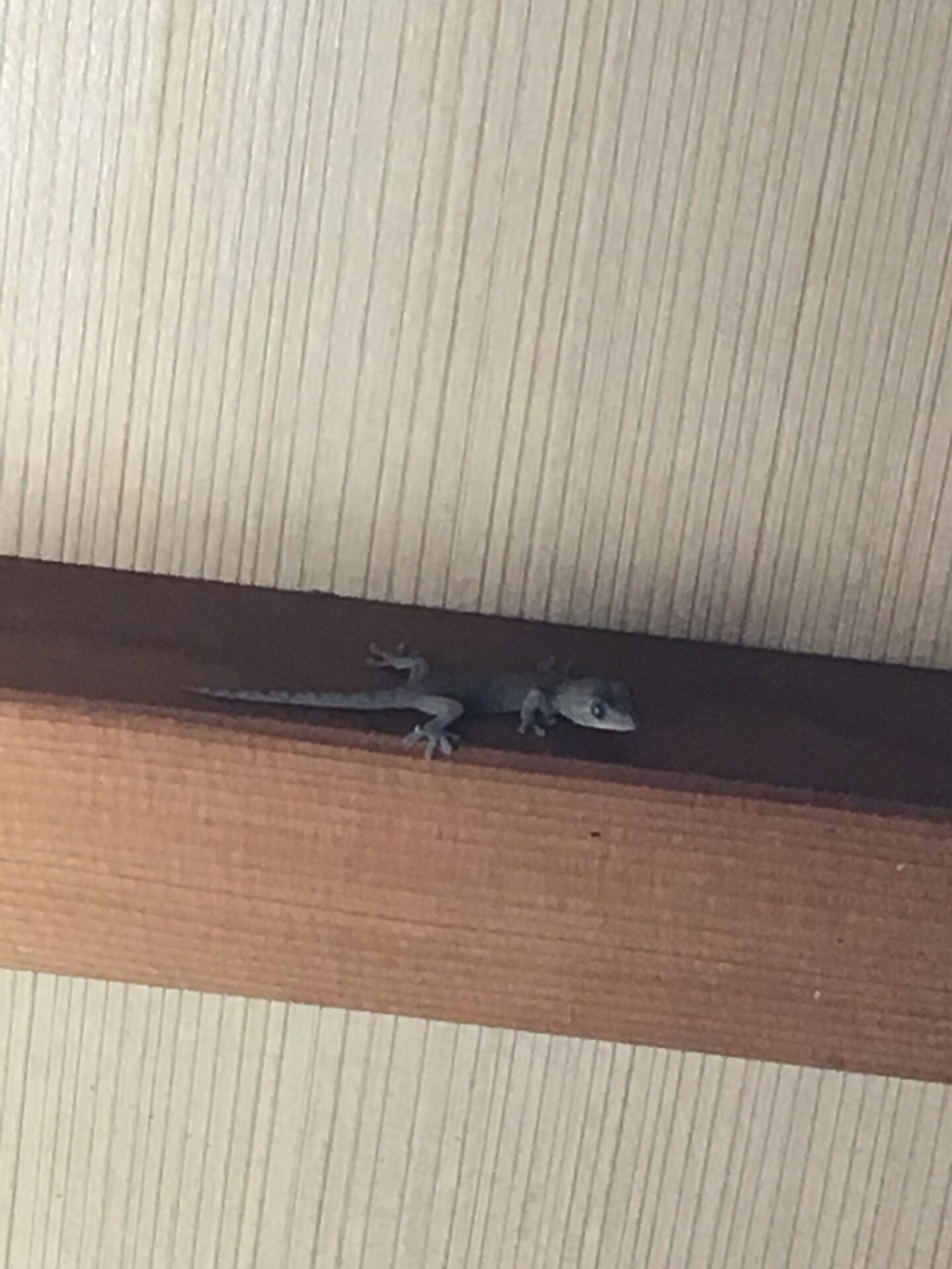 ヤモリ イメージ