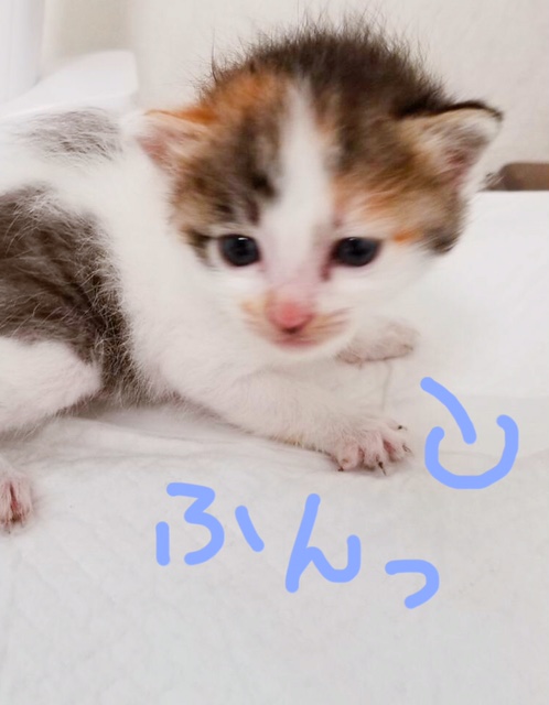 世界猫の日? イメージ