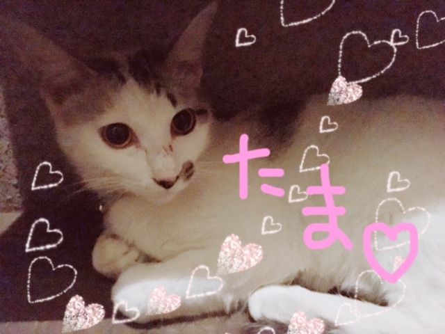 タマちゃん? イメージ