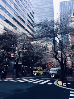 さくら?? イメージ