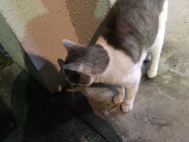 ?新年度? イメージ