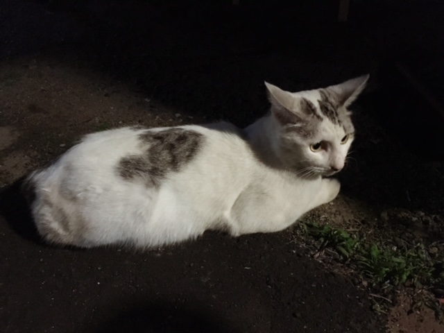 美しい?✨ イメージ