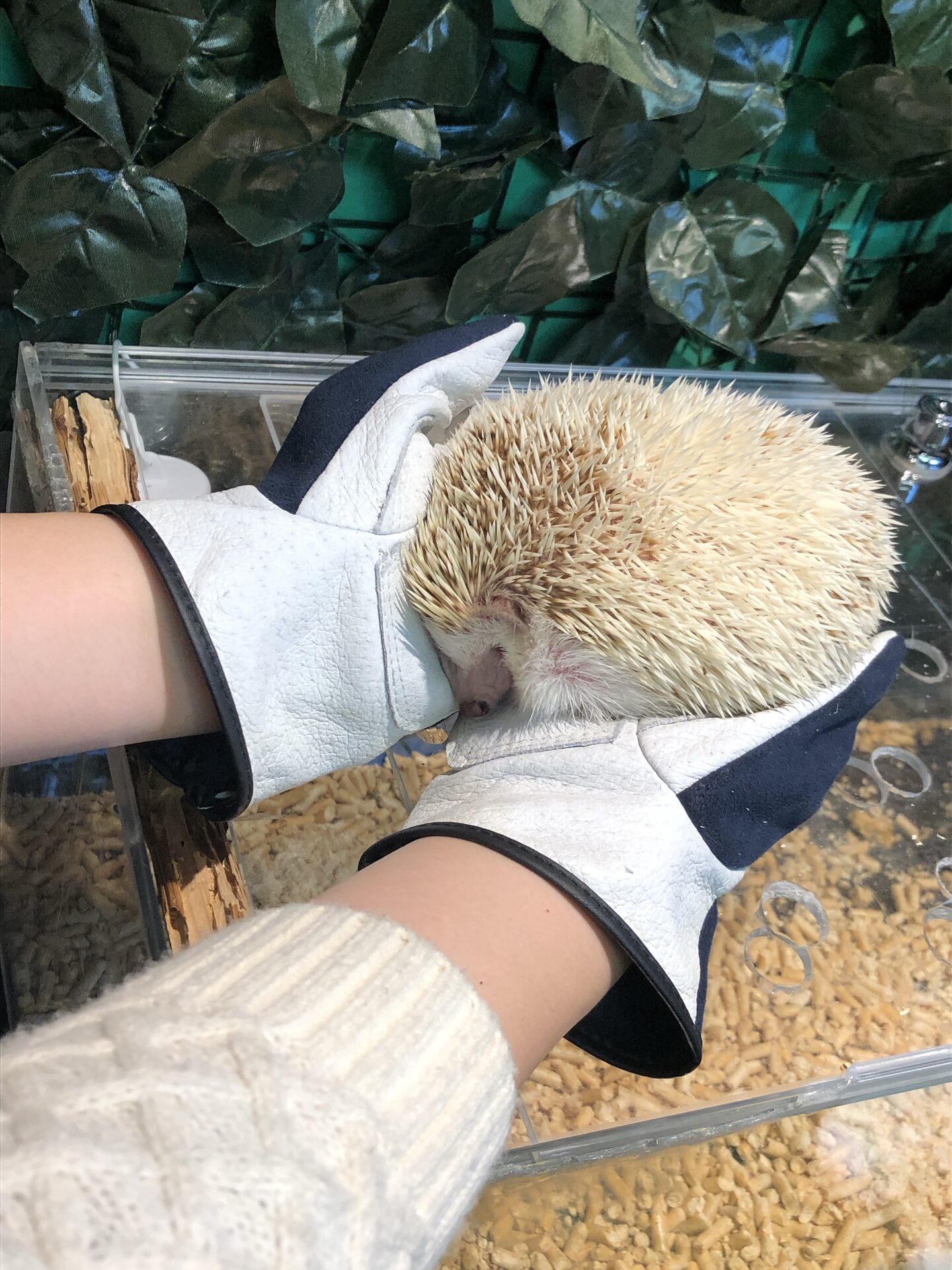 こんばんは? イメージ