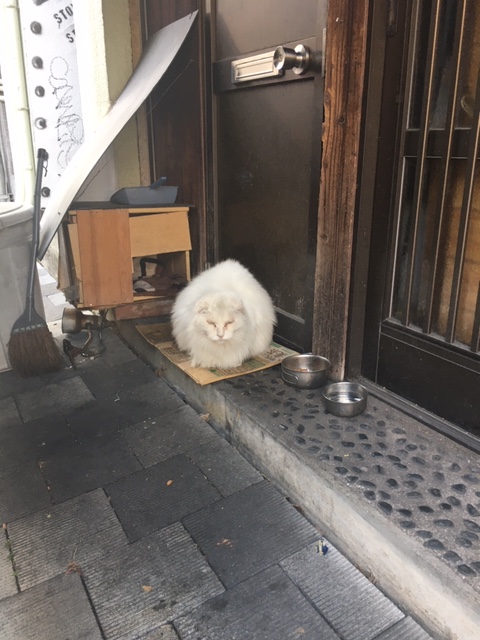 表町の主?⚡️⚡️⚡️ イメージ