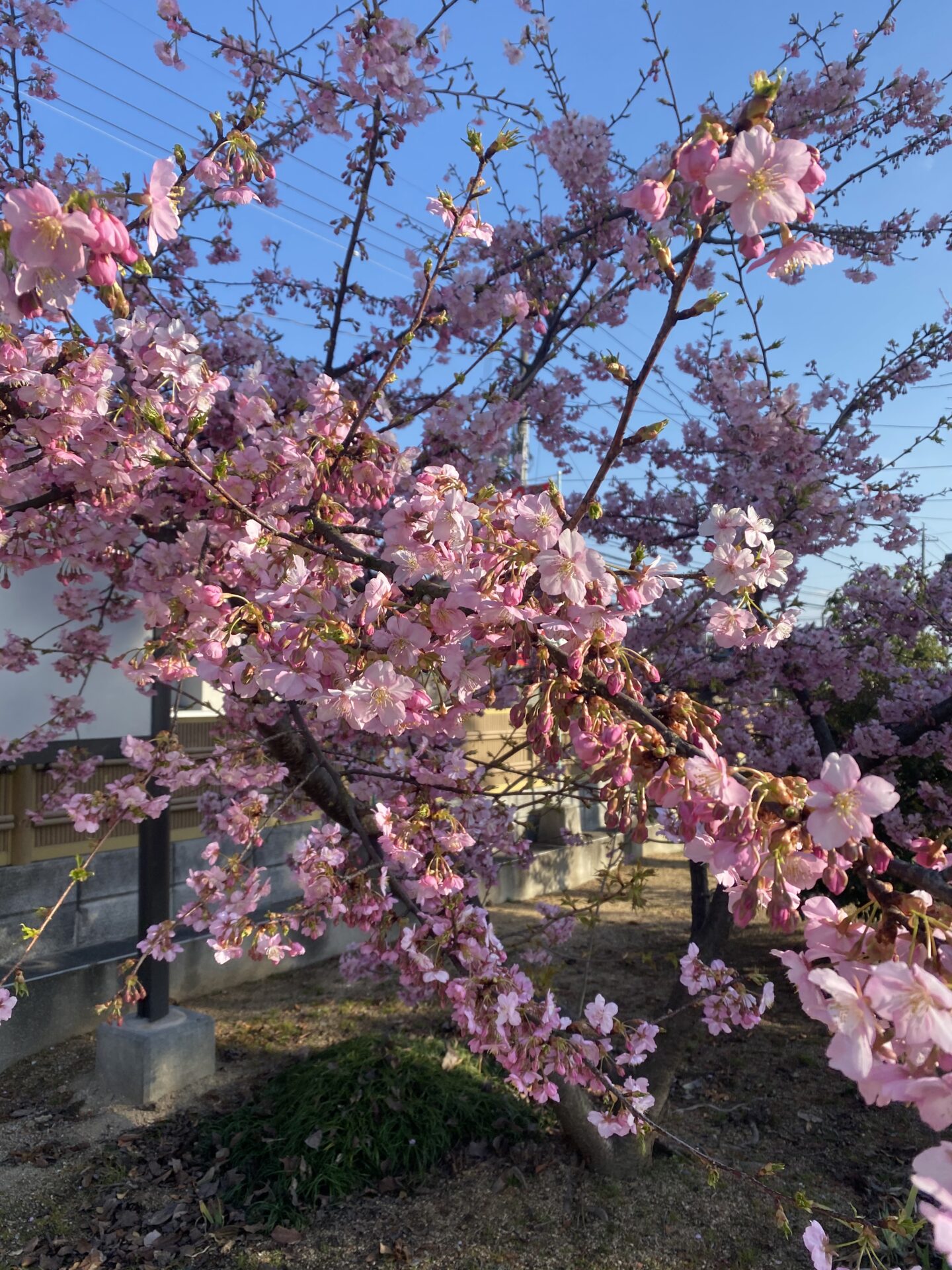これは梅？ イメージ