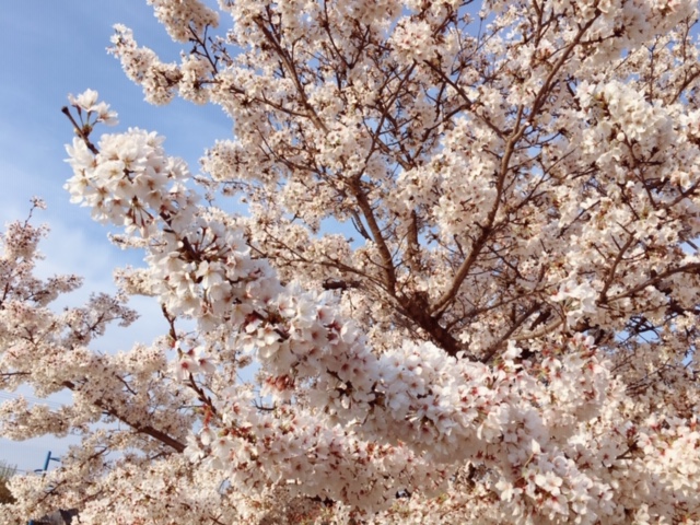 ?桜? イメージ