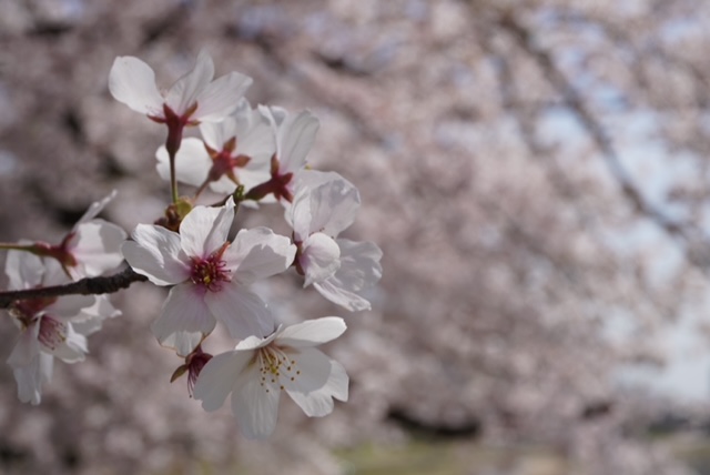 春のお便りby叶芽 イメージ