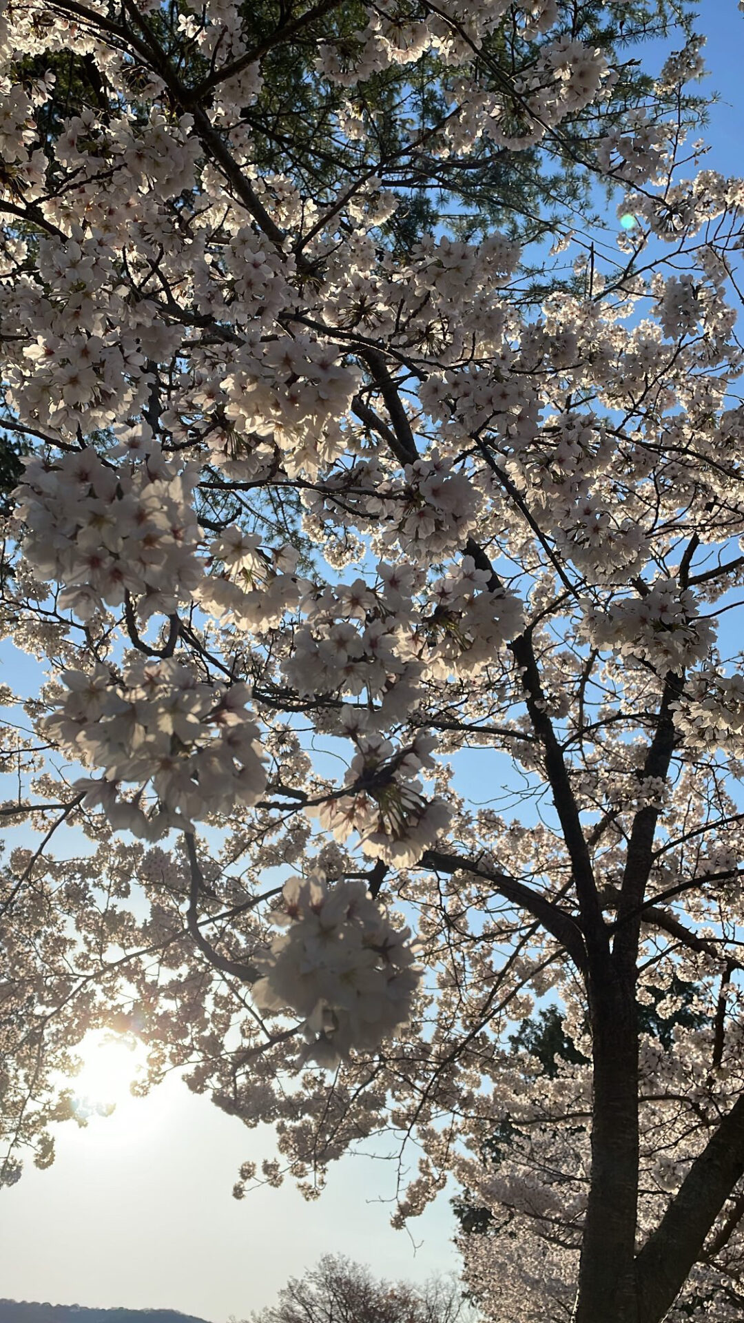 お花見〜〜！ イメージ