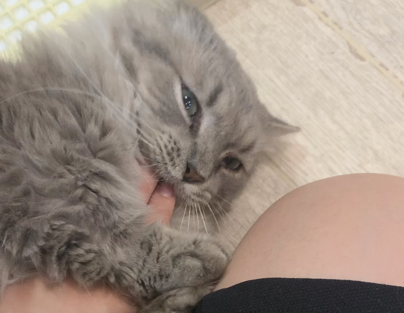 へいよう‼️✋🏻 イメージ