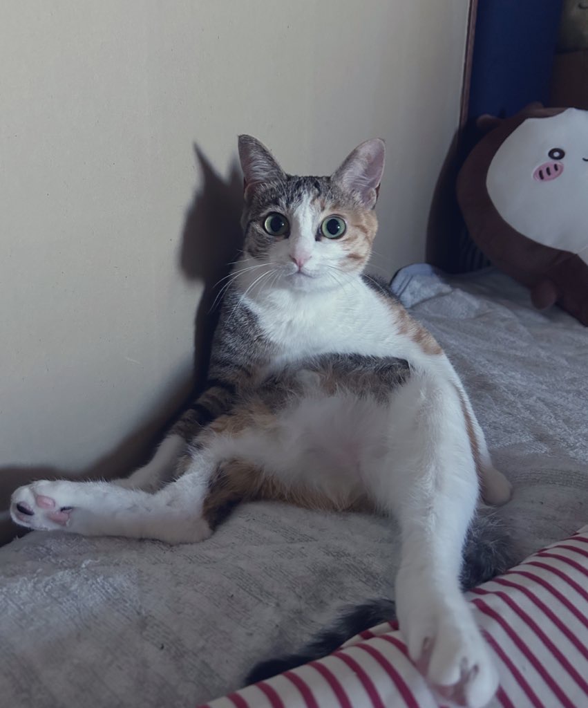 猫の中身が…👴🏻 イメージ