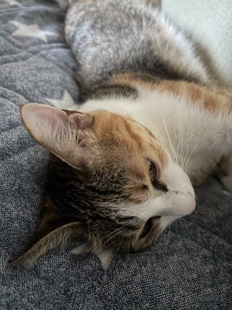 ハチワレのシッポ🐈 イメージ