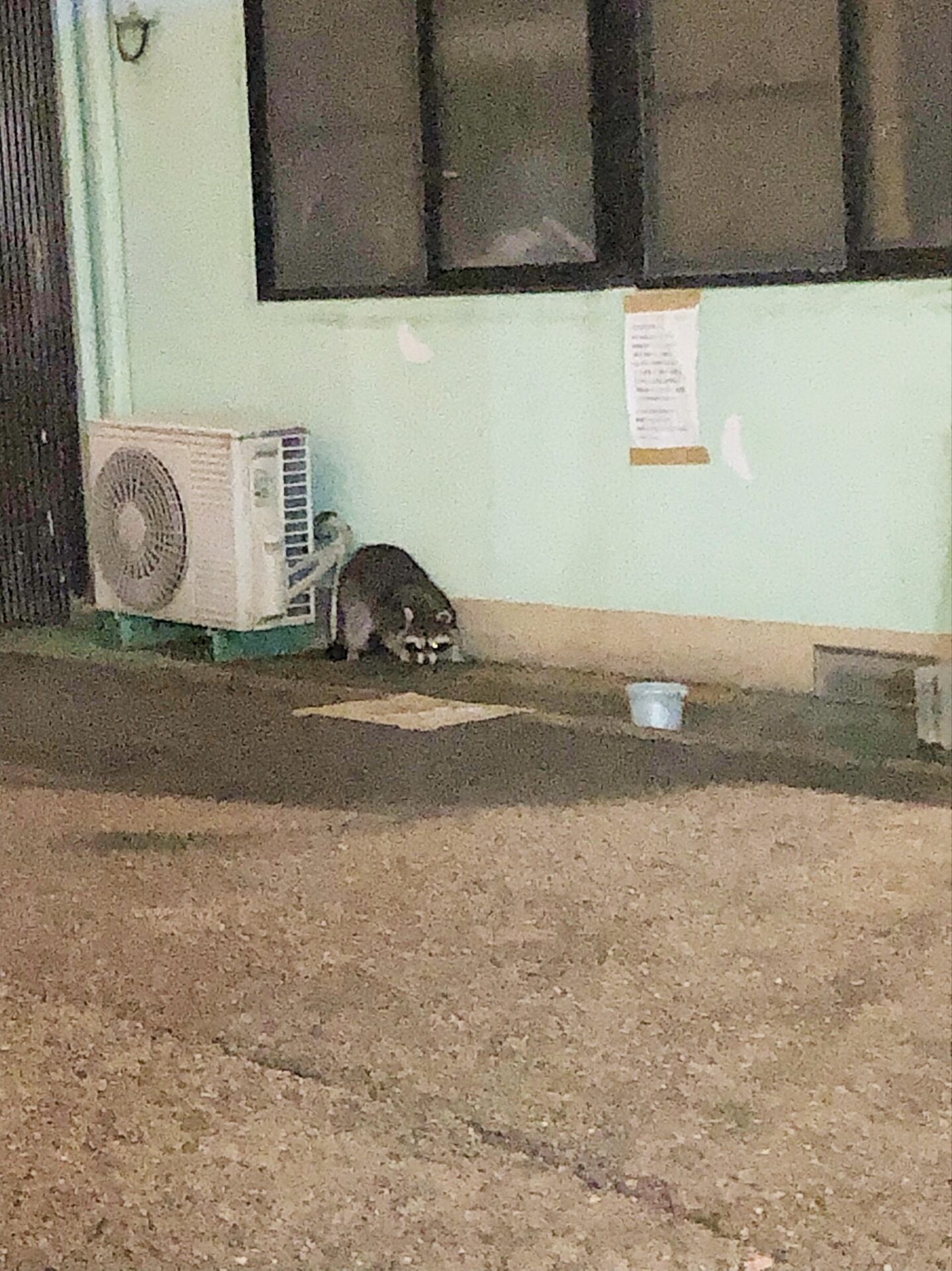 🦝アライグマおった！🦝 イメージ