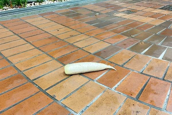 ほげー😳 イメージ